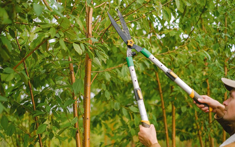Tree trimming in Lidgerwood, ND